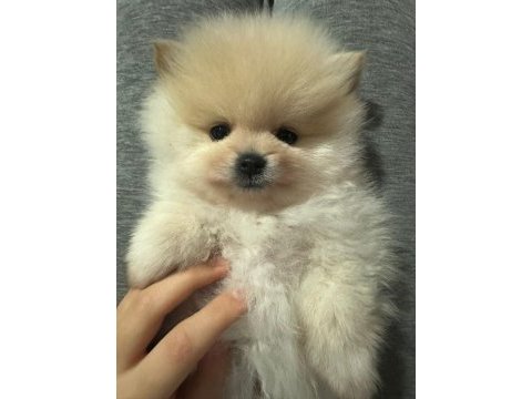 75 günlük erkek pomeranian