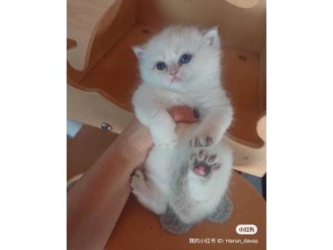 British shorthair ve longhair insan canlısı bebekler