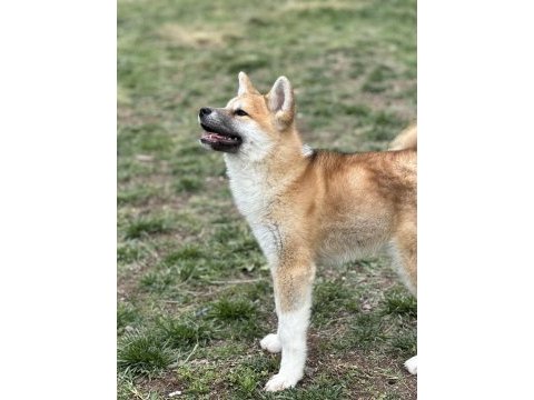 Scr’li muhteşem japon akita yavrumuz