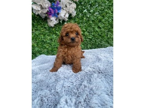 Toy poodle yavruları