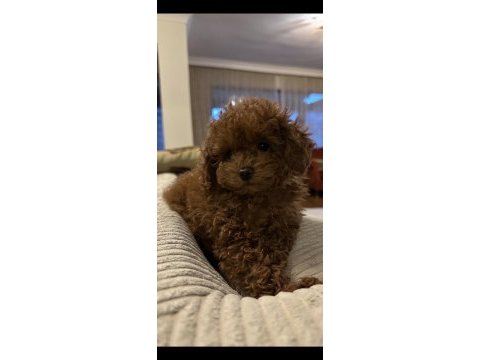 Mükemmel toy poodle köpeği