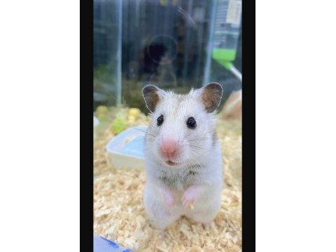 Isırma yapmayan yavru hamster en uygun bizde
