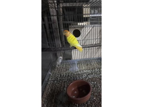 Cennet ve sevda papağanı