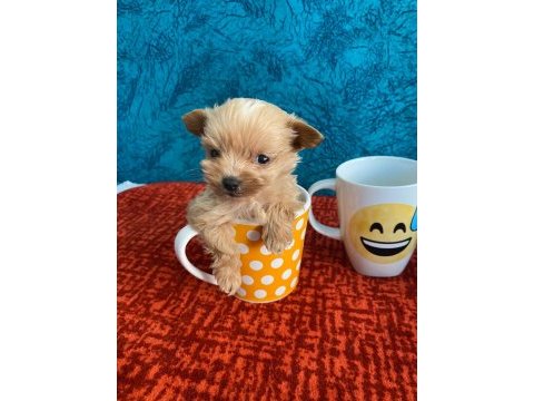 Cep boy maltipoo yavrular
