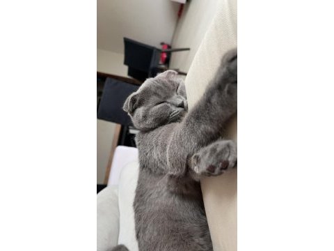 Scottish fold 4 aylık
