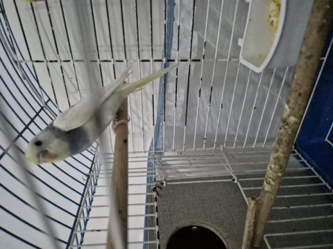Renk güzeli dişi yavru uysal muhabbet kuşu