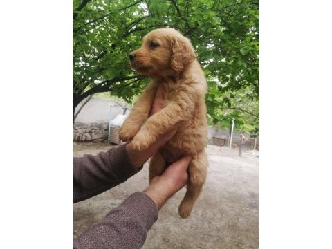İki aylık golden retriever yavrular