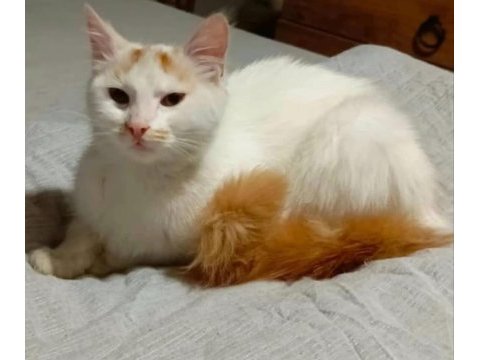 Pamuk dişi kedimize yuva arıyoruz