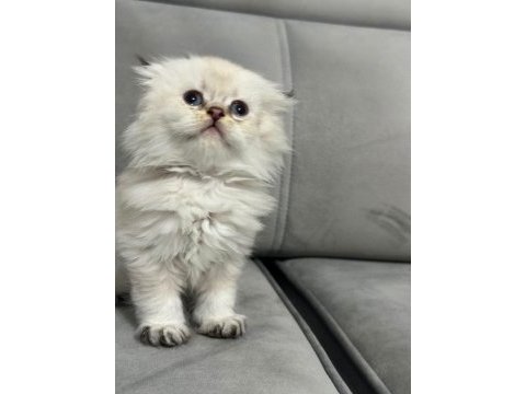 British longhair yavrular
