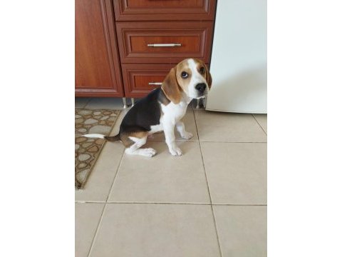 4 aylık safkan beagle