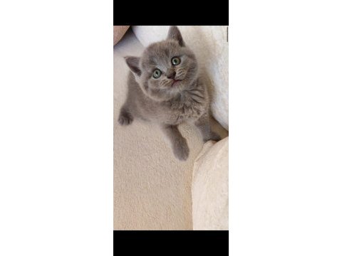 Gri lilac dişi erkek yavru kedilerimiz