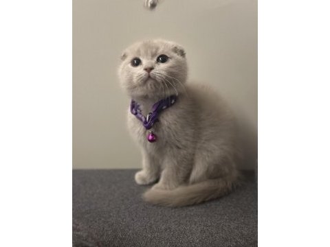 Safkan scottish fold bebekler