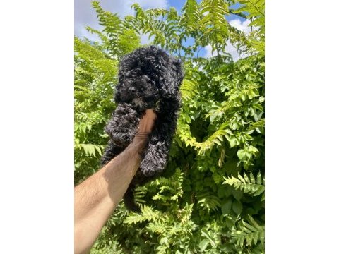 Çok sevimli ve oyuncu black poodle yavrumuz