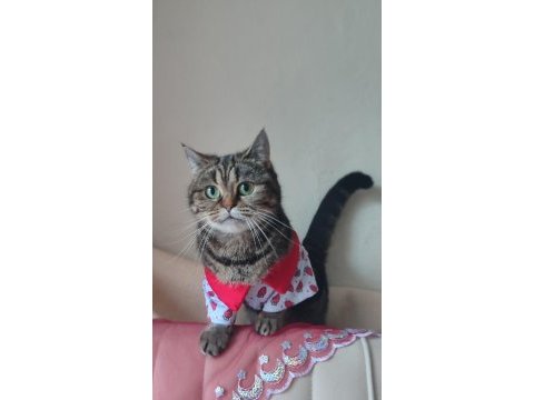 Dişi british ücretsiz