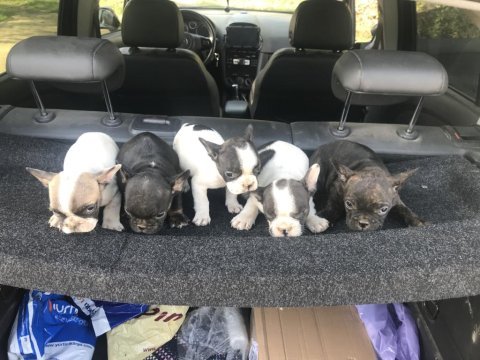 55 günlük french bulldog yavrularım balıkesir altınoluk