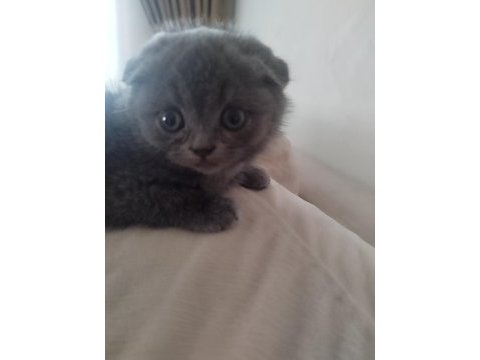 Minik scottish fold yeni yuvasını arıyor