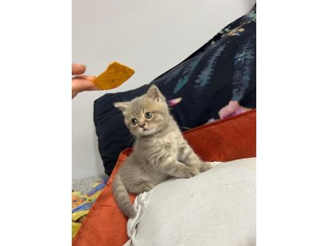 British shorthair akıl küpüm