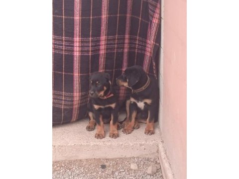 Kaliteli iri kemikli rottweiler yavru