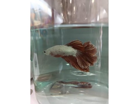 Betta balıkları