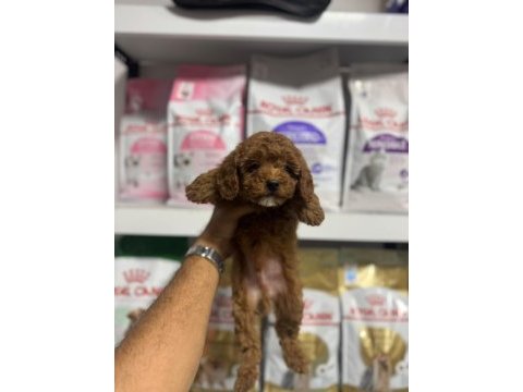 Sevimli toy poodle yavrularımız
