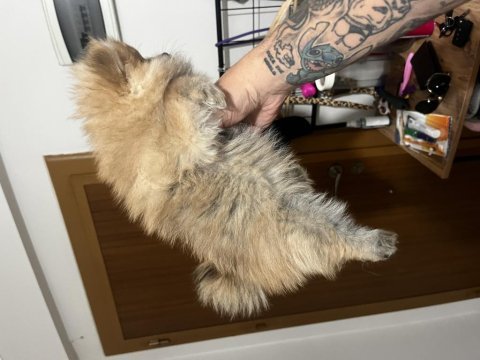 Son pomeranian dişi bebekler