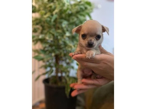 2 aylık chihuahua (şivava) yavruları