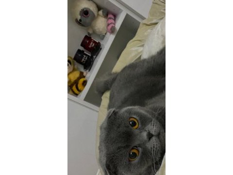 Beyaz british longhair