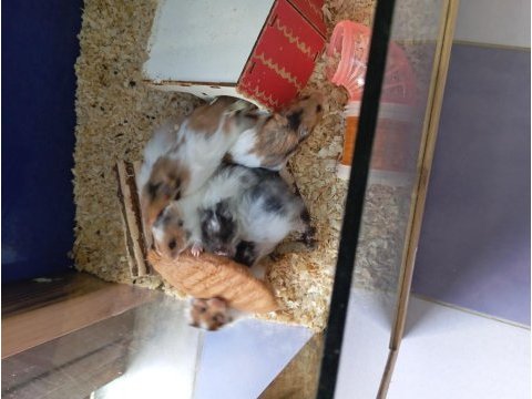 Yavru hamsterlar