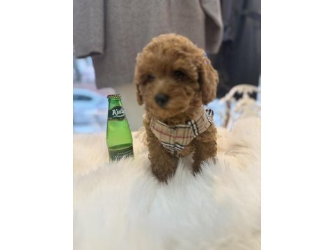 Teslime hazır toy poodle yavrular