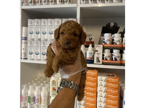 Ruhsatlı çiftlikten poodle yavrularımız