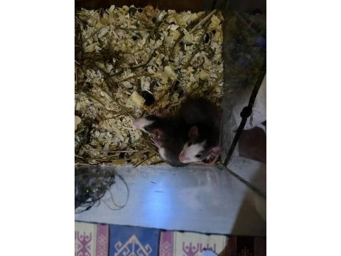 Ele alışkın rat yavruları