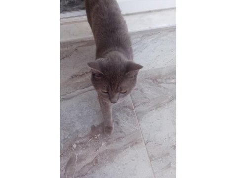 Uysal aşılı kısırlaştırılmış cins kedimiz ücretsiz