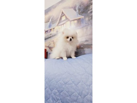 Pomeranian baby face