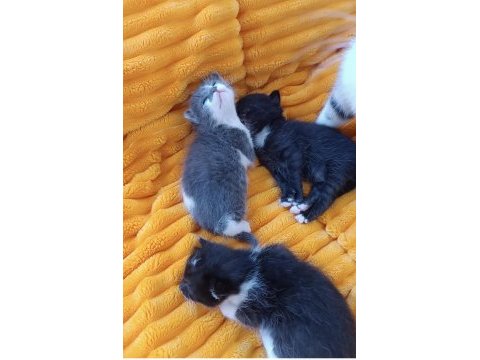 3 haftalık 3 yavru kedimiz
