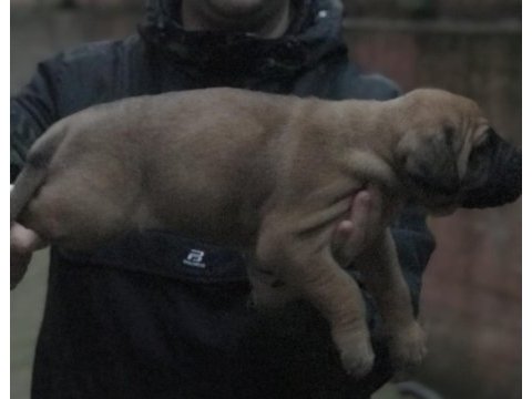 A kalite presa canario yavruları