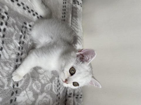 Sliver yavru kedi