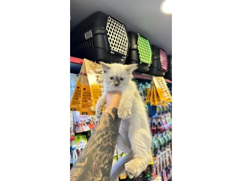 Sertifikalı - ırk ve sağlık garantili ragdoll kediler
