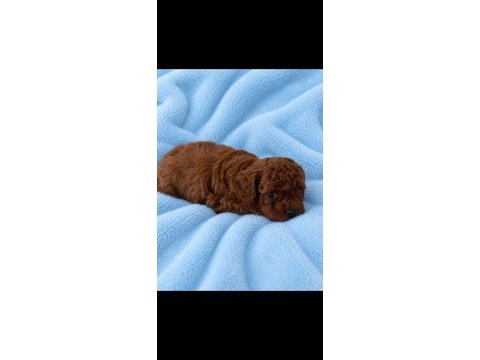 Kore teacup erkek poodle yavrular