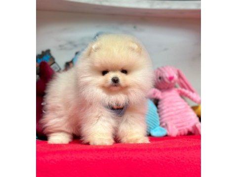 Sevimli pomeranian boo yavrularımız