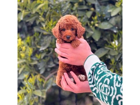 Toy poodle köpekler