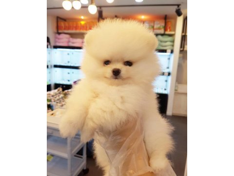 Pomeranian boo yavruları