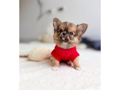 Gold chihuahua wc eğitimli