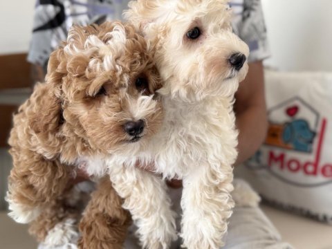 Ankarada wc eğitimli maltipoo yavrularımız