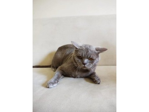 2 yaşında tatlı british shorthair