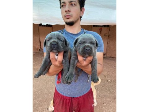 A kalite cane corso yavruları