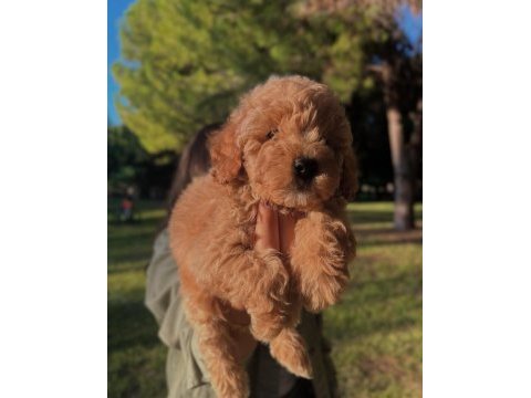 Fcı / kıf secereli şampiyon anne ve babadan poodle yavrular