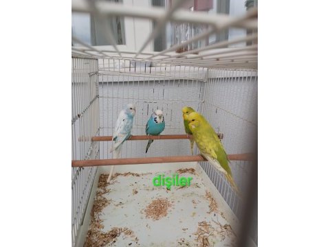 Dişi ve erkek muhabbet kuşu