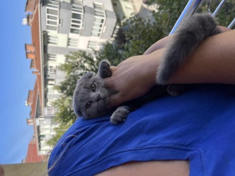 2 aylık yavrular scottish fold
