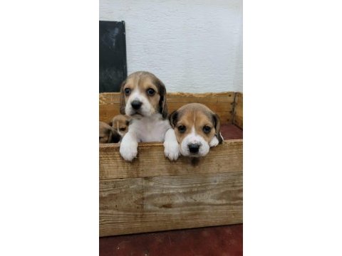 Beagle yavrularımız ırk garantilidir