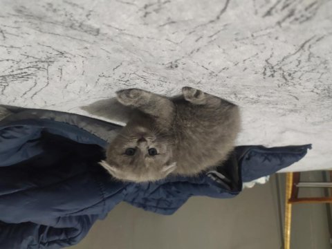 2 aylık scottish fold - blue point melezi